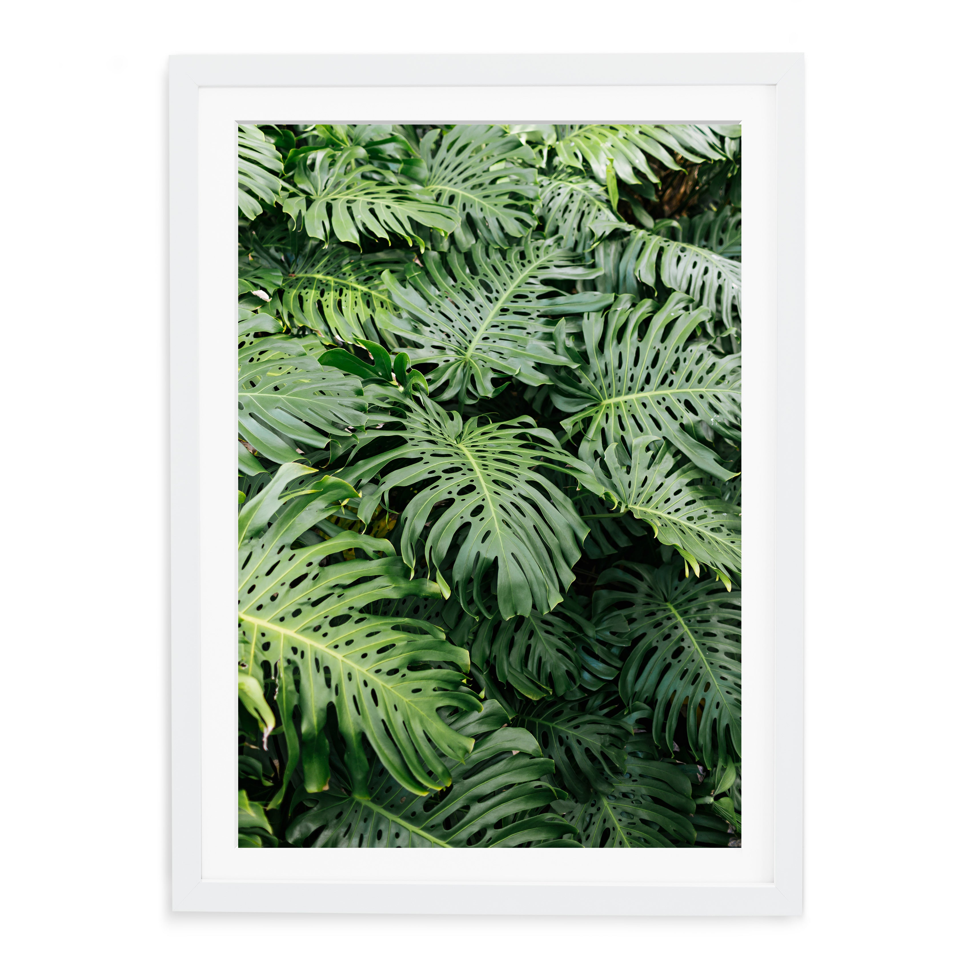 wild monstera Kauai Print Shop